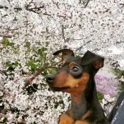 iroha　即購入OKの画像