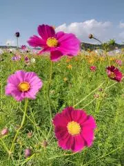 ひよこ豆