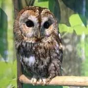 ハル