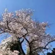 Cielの画像