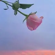 チーの画像