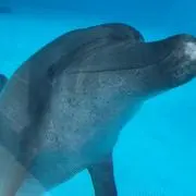 イルカの画像