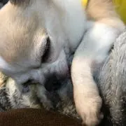 ショウ