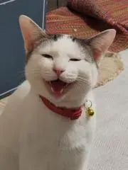朱雀