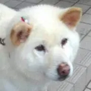 シロ