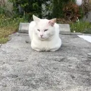 カルピスの画像