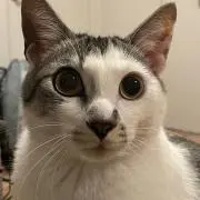 akiの画像