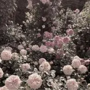 紫