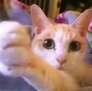 Miyuchan