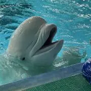 きの画像