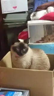 タビーの画像