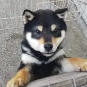 くうたんの画像