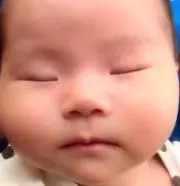 なまけものの画像