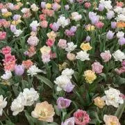 スプリングスの画像