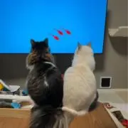 うさくまの画像