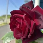 ローズの画像