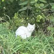 たま