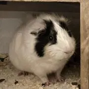モルモル