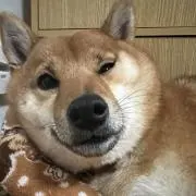 丸吉の画像