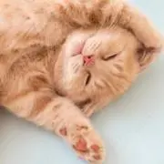 さくさくの画像