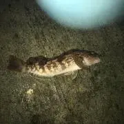 ゆうた