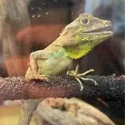 キノボリトカゲの画像