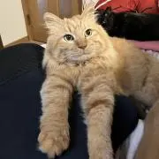 あかりん