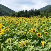 はるぴょんMSG*fam