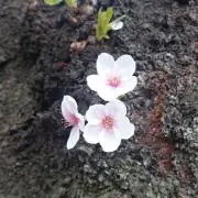 kouの画像