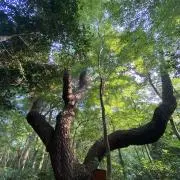 KuKu.2の画像