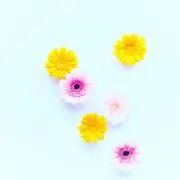 チャモの画像
