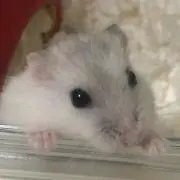 maruの画像