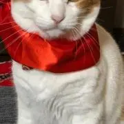 断捨離中
