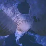 ゆの画像