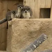 ユコ