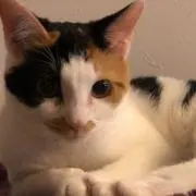 corocoroの画像