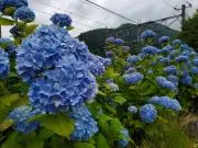 さすらいのくまの画像