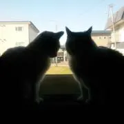 もこもこ