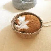 sakuの画像