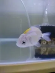 金魚の画像