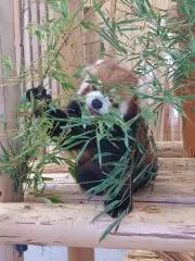 りんここ