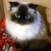 NAMELESSの画像
