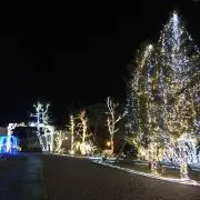 アイリの画像