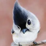まめちゃん