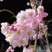 うさぎ