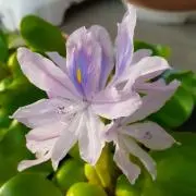 ゆうゆ
