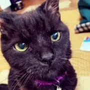 taeko
