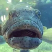 さかなの画像