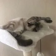 キ(プロフ読んでください)の画像