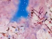kotoの画像